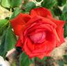 Star 2000 rose photo