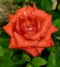 Prominent ® rose photo