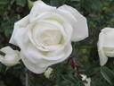 Beauty of Dropmore rose photo