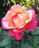 Shining Beauty rose photo