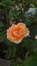 Jean de Luxembourg, roi de Bohême rose photo