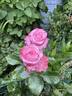 Deep Water rose photo
