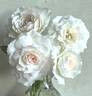 Shizuku rose photo