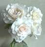 Shizuku rose photo