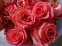 Imagination rose photo