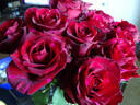 Red Panther ® rose photo