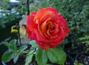 Silantoi rose photo
