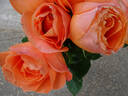 Coral Reef rose photo