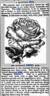 Margaret Dickson rose photo
