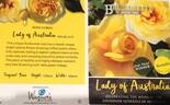 Lady of Australia rose photo