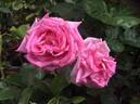 Sant' Antonio di Padova rose photo