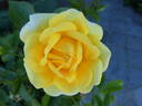 Yellow Brick Road rose photo