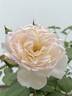 Stephanie Baronin zu Guttenberg rose photo