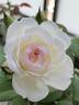 Stephanie Baronin zu Guttenberg rose photo
