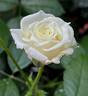 Alabaster rose photo