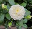 Alabaster rose photo