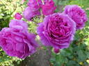 Scented Air rose photo