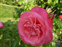 Rosanna ® rose photo