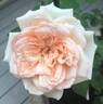 Roberto Capucci ® rose photo