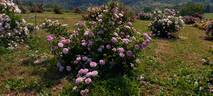 Duc de Bordeaux rose photo