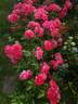 Uetersens Rosenkönigin rose photo