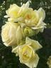 Elfe ® rose photo