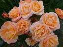 Mama Mia! rose photo
