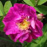 Alain Blanchard rose photo