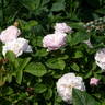 Pompon Blanc Parfait rose photo