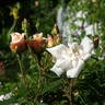 Gabriel Noyelle rose photo