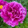 Louis van Houtte peony photo