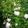 Pompon Blanc Parfait rose photo