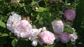 Pompon Blanc Parfait rose photo