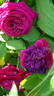 Alfred Colomb rose photo