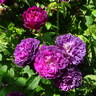 Orpheline de Juillet rose photo