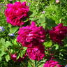 Alfred Colomb rose photo