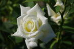 Polarstern ® rose photo