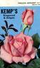 Princess Margaret rose photo