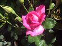 Sant' Antonio di Padova rose photo