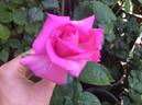 Sant' Antonio di Padova rose photo