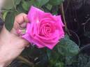 Sant' Antonio di Padova rose photo