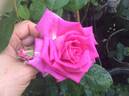 Sant' Antonio di Padova rose photo