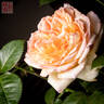 Tchaikovsky ® rose photo
