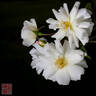 Clair Matin rose photo