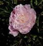 Duchesse de Nemours peony photo