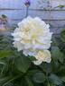 Auckland Metro rose photo