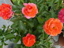 Theodor Fontane Rose rose photo