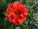 Theodor Fontane Rose rose photo