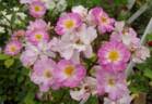 Ad Flexum rose photo