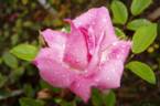 Anna Boróka rose photo